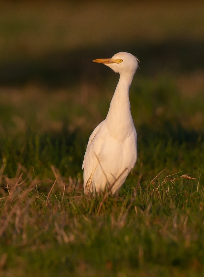 Cattle Egret