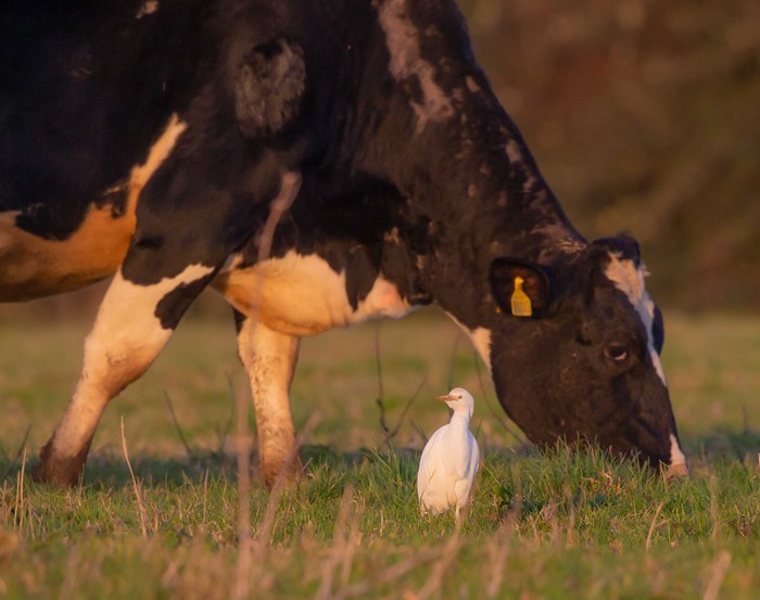 Cattle Egret