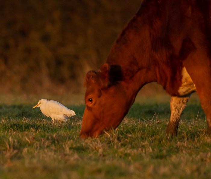 Cattle Egret