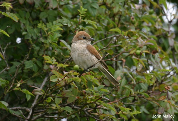 Red-backed Shrike