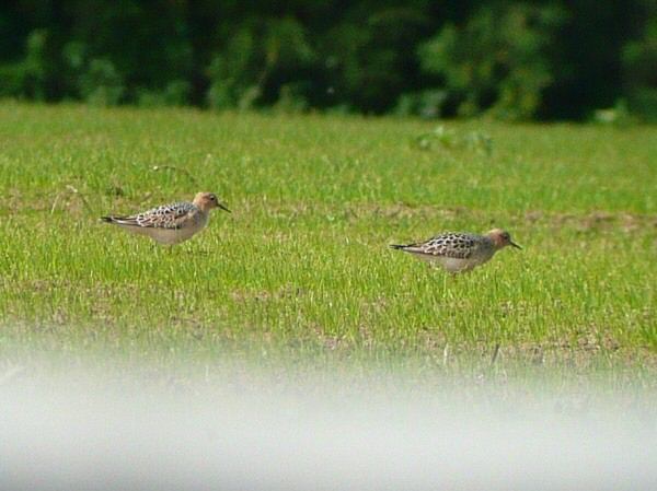 Buff-breasted Sandpiper