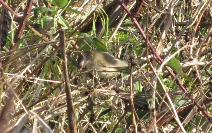 Blyth's Reed Warbler