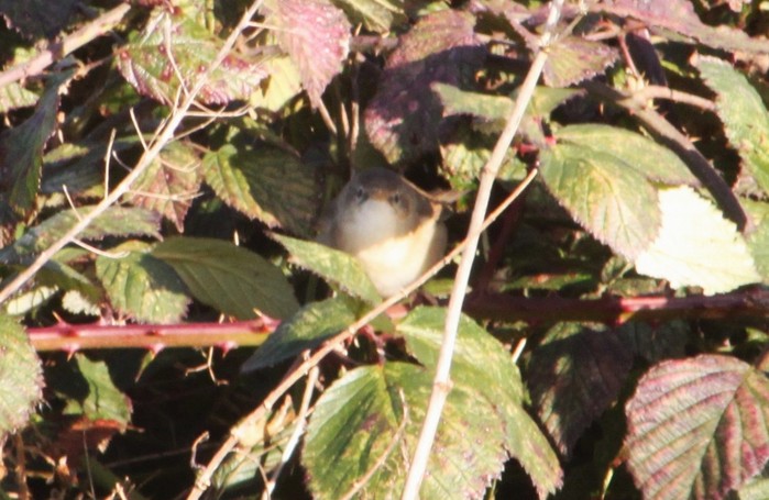 Blyth's Reed Warbler