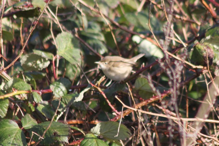 Blyth's Reed Warbler