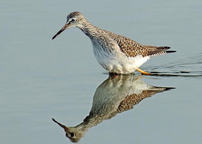 Lesser Yellowlegs