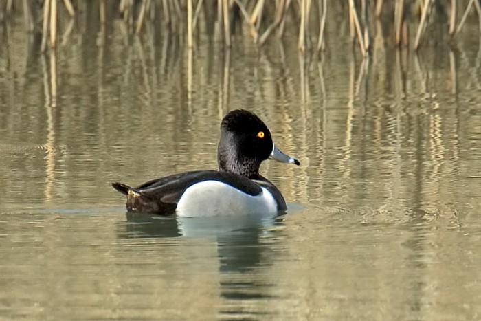 Ring-necked Duck