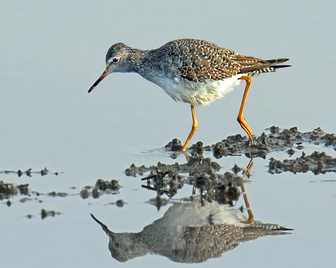 Lesser Yellowlegs