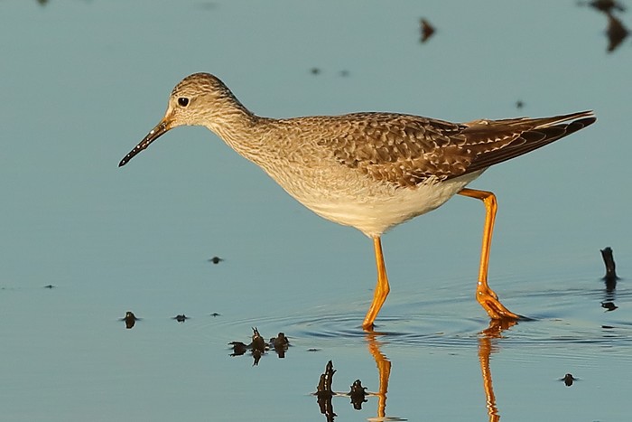 Lesser Yellowlegs