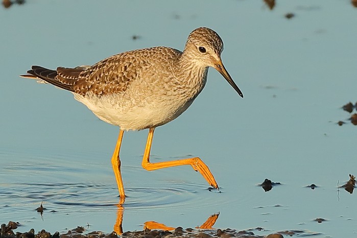 Lesser Yellowlegs