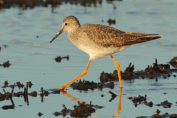 Lesser Yellowlegs