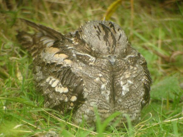 Nightjar
