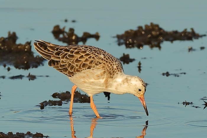 Ruff