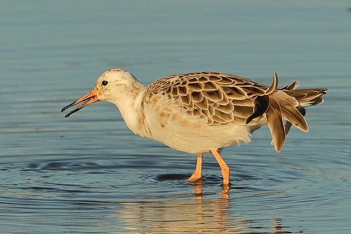 Ruff