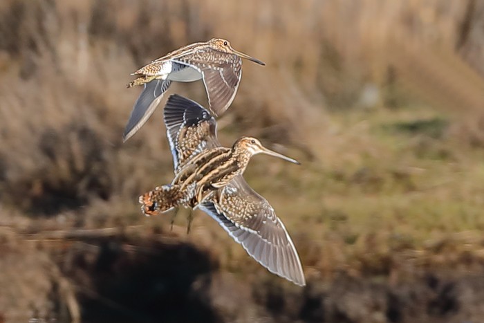Snipe
