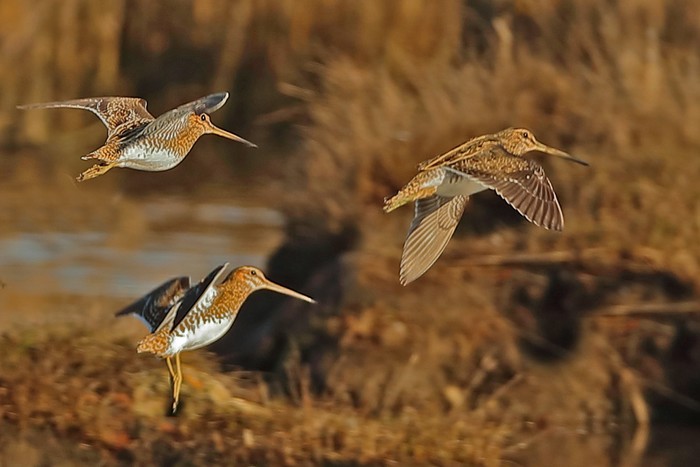 Snipe