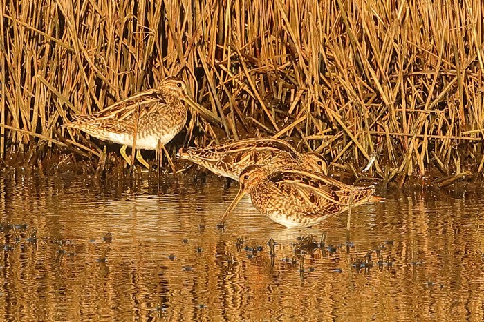 Snipe