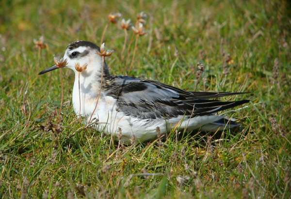 Grey Phalarope