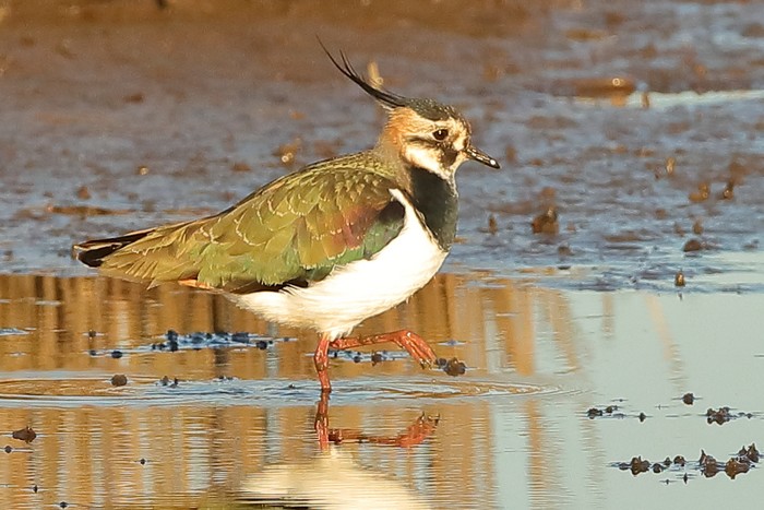 Lapwing
