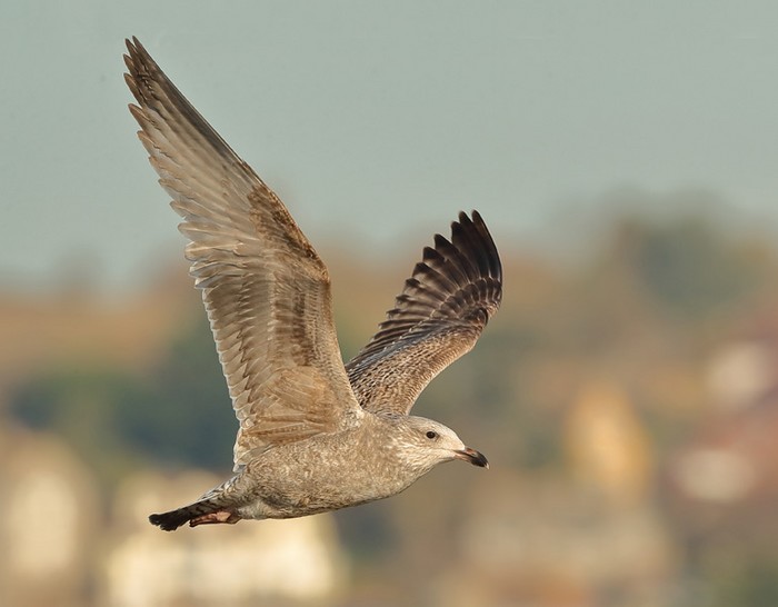 Herring Gull