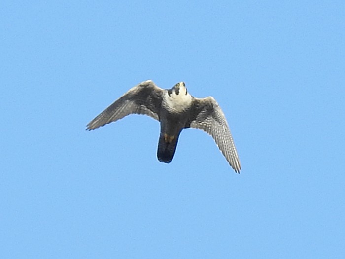 Peregrine