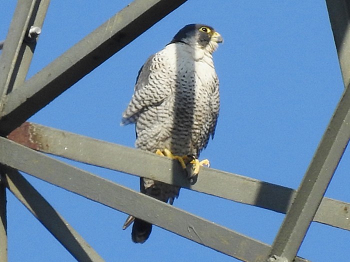 Peregrine