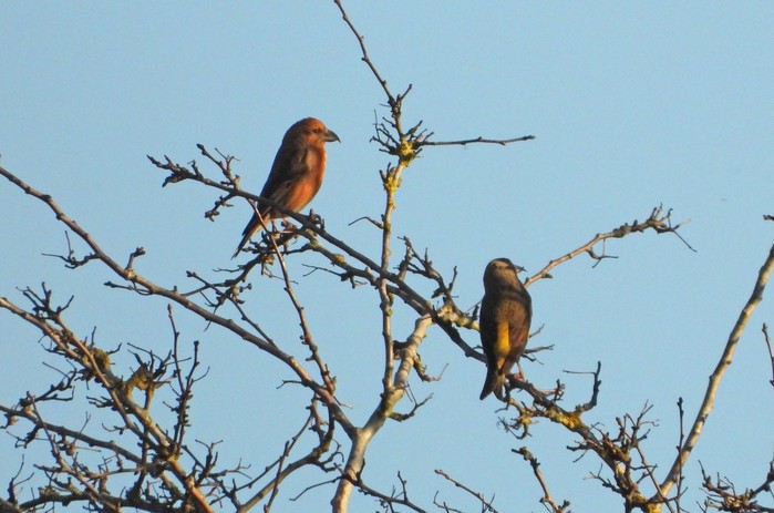 Crossbill