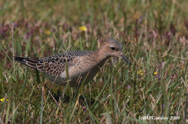 Buff-breasted Sandpiper