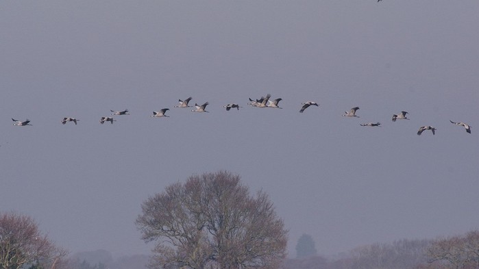 Common Crane