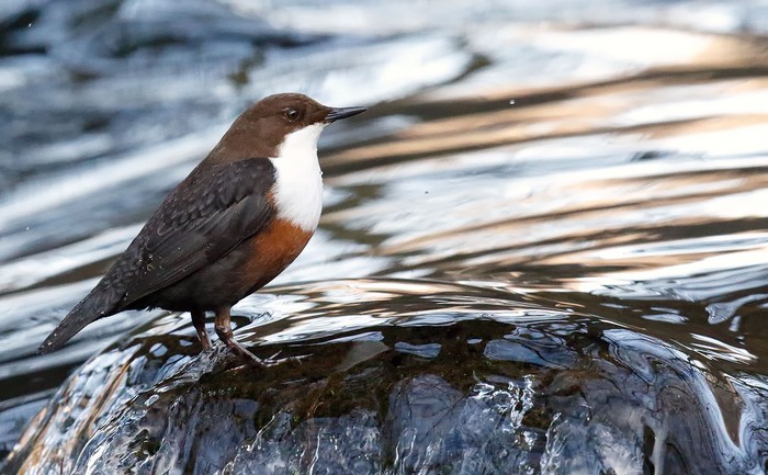Dipper