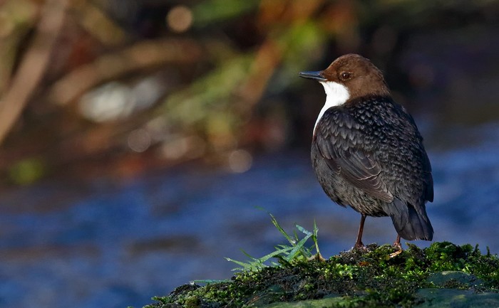 Dipper