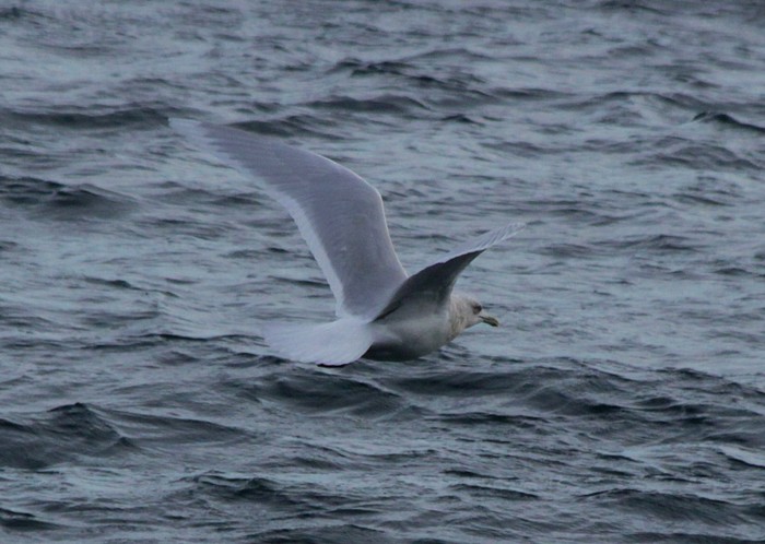 Iceland Gull