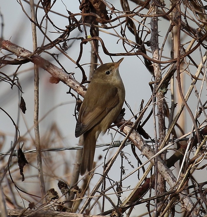 Blyth's Reed Warbler