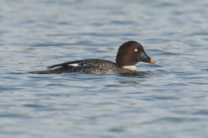 Goldeneye