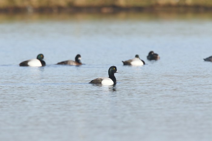 Scaup