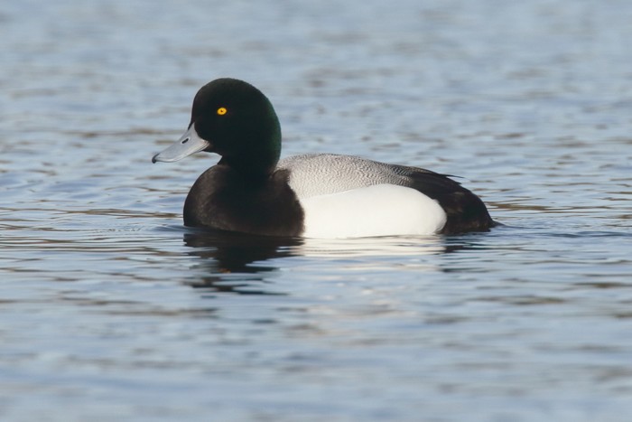 Scaup