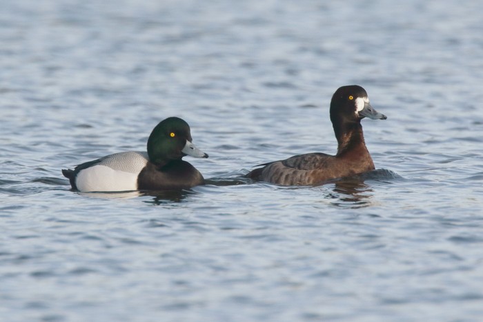 Scaup
