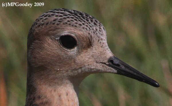 Buff-breasted Sandpiper