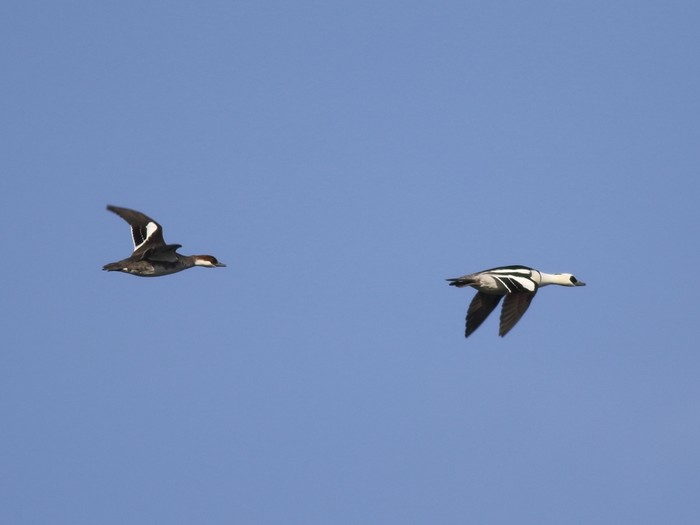 Smew