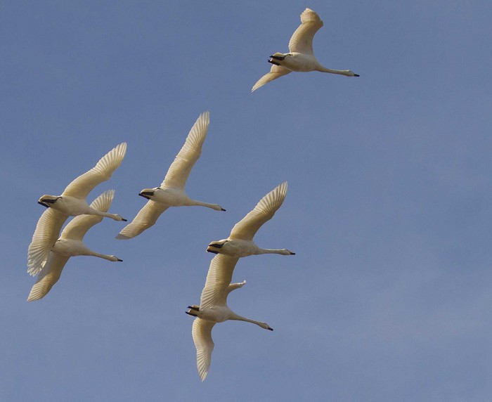Whooper Swan