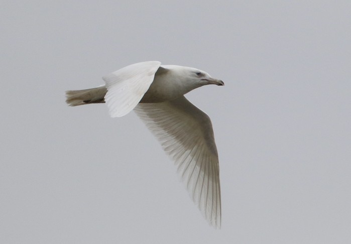 Glaucous Gull