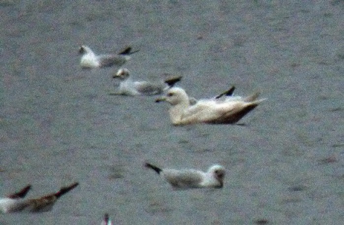 Kumlien's Gull