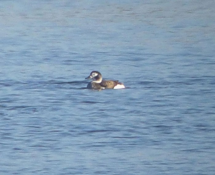 Long-tailed Duck