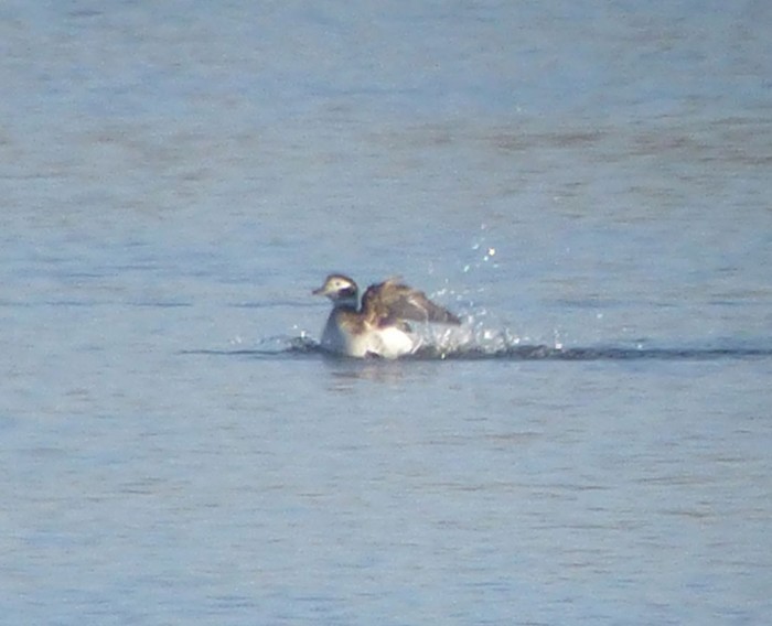 Long-tailed Duck