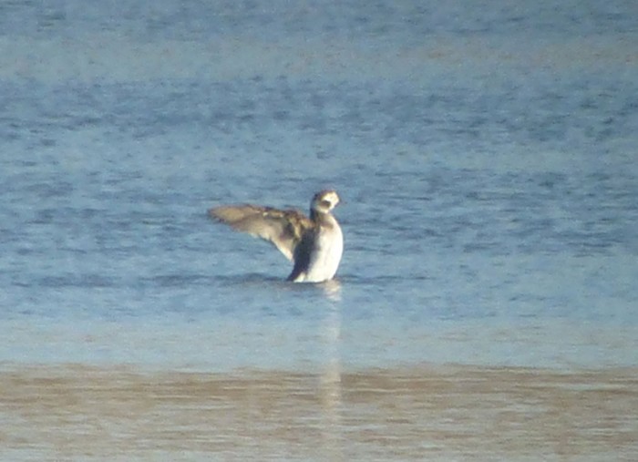 Long-tailed Duck