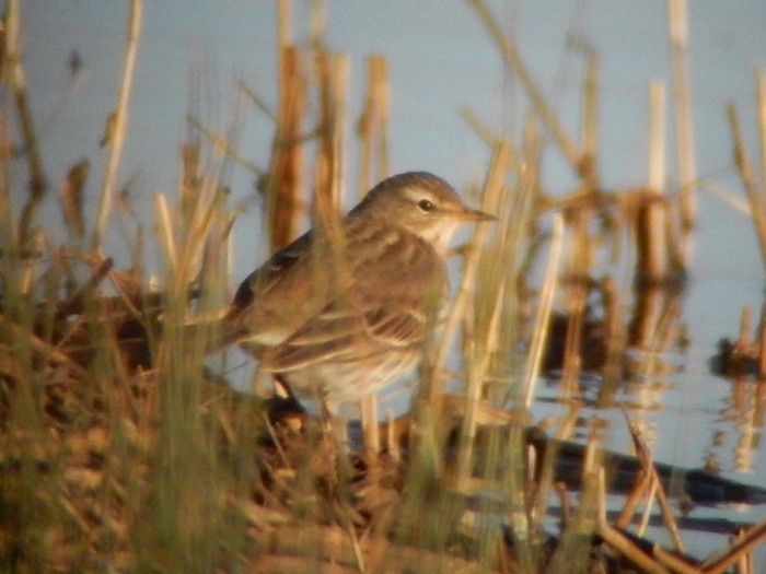 Water Pipit