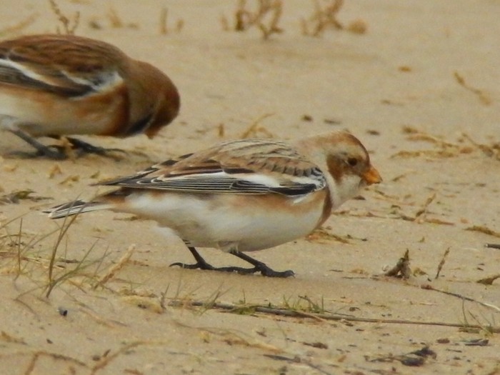 Snow Bunting