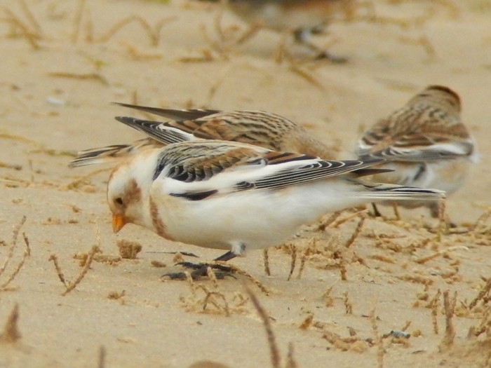 Snow Bunting