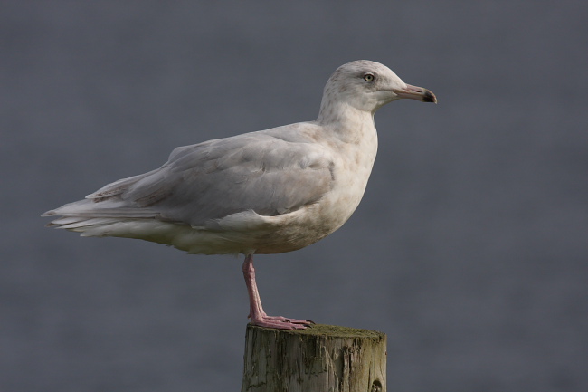 Glaucous Gull