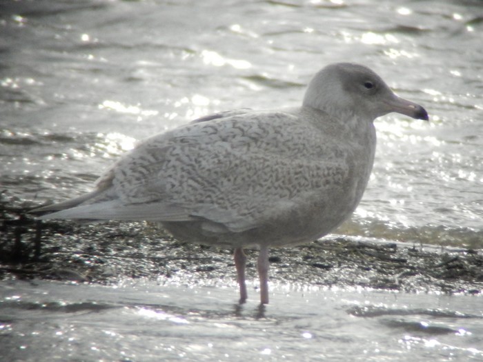 Glaucous Gull