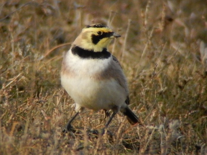 Shorelark